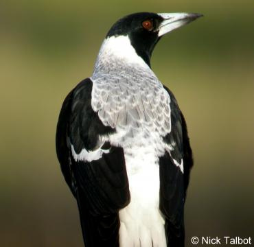 vridar australian magpie