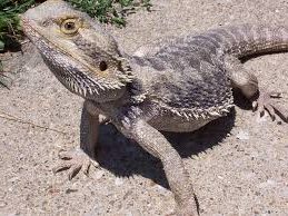 bearded dragon