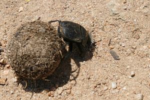 Unknown species of Aphodius (Dung-beetle).